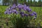 Purple dream-grass blooms in the field
