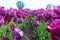 Purple Dream Tulips at Woodenshoe Tulip Farm in Woodburn Oregon