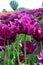 Purple Dream Tulips at Woodenshoe Tulip Farm in Woodburn Oregon