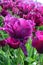 Purple Dream Tulips at Woodenshoe Tulip Farm in Woodburn Oregon