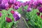 Purple Dream Tulips at Woodenshoe Tulip Farm in Woodburn Oregon