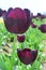 Purple Dream Tulips at Woodenshoe Tulip Farm in Woodburn Oregon