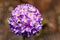 Purple drumstick primrose flower Primula denticulata