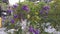 The purple duranta erecta flower plant