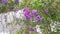 The purple duranta erecta flower plant