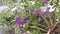 The purple duranta erecta flower plant