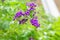 Purple Duranta Erecta Flowers