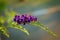 Purple Duranta Erecta Flowers on Duranta Erecta tree