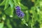 Purple Duranta Erecta Flowers on Duranta tree,