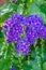 Purple duranta erecta flowers in nature