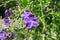 Purple duranta flowers, closeup