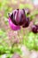 Purple Dutch tulip