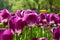 Purple Dutch tulip Tulipa