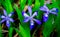 Purple Dwarf Crested Iris Wildflowers