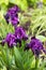 Purple dwarf iris flowers, border small early irises bloom in the garden in spring. Background