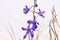 Purple Early Larkspur Wildflowers Delphinium nuttallianum
