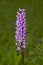 Purple Early Marsh orchid blossom