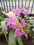 purple earth orchid