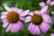 Purple eastern coneflower close up