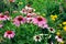 Purple echinacea blooms