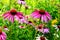 Purple echinacea blooms