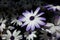 Purple-Edged Senetti Daisy