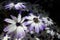 Purple-Edged Senetti Daisy