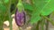 purple eggplant