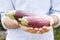 Purple eggplant (aubergine) in gardener\'s hands