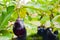 Purple Eggplant or Brinjal or Aubergine or Garden egg or Guinea squash or Solanum melongena were planted on the ground