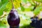 Purple Eggplant or Brinjal or Aubergine or Garden egg or Guinea squash or Solanum melongena were planted on the ground