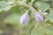 Purple eggplant flower