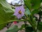 Purple eggplant flowers are blooming amid the dense leaves around them