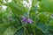 Purple eggplant flowers on green tree