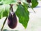 Purple eggplant fruit with green leaves