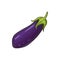 Purple eggplant isolate aubergine vegetable sketch