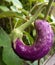 Purple eggplant and a pair of insects