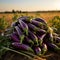 Purple eggplants in a field at sunset. Rural scene