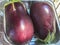 Purple eggplants, fresh and organic