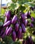 Purple eggplants growing in the garden on a sunny day