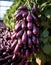 Purple eggplants growing in the garden on a sunny day. Selective focus