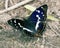 Purple emperor (Apatura iris) drinks water