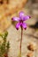 Purple enamel orchid (Elythranthera brunonis) 1