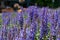 Purple English Lavender in a park