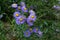 purple Erigeron speciosus or Stenactis speciosa in a sunny garden