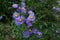 purple Erigeron speciosus or Stenactis speciosa in a sunny garden