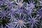 Purple eryngium or sea holly in full bloom