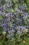 Purple eryngium or sea holly in full bloom