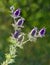 Purple Eryngo wildflower (Eryngium leavenworthii)