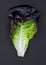 Purple ettuce leaves on black background. Collection of Purple Oakleaf lettuce salad  set. Healthy dieting concept